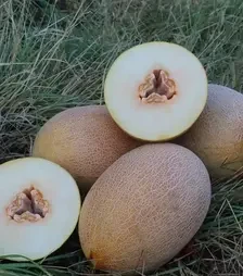 Семена дыни PL 6310 F1, 500 г (Asia Seed)