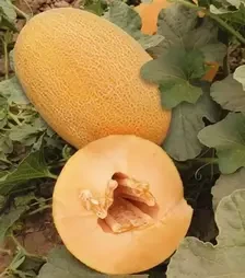 Семена дыни ES 25157 F1, п.е. 500 семян (Ergon)