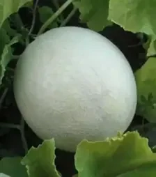 Насіння дині Міра F1, п.о. 1 тис. насінин (Kitano Seeds)