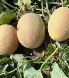 Семена дыни Голди F1, п.е. 5 тыс. семян (Clause)