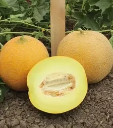 Семена дыни Ванда F1, п.е. 1 тыс. семян (Kitano Seeds)