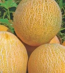 Семена дыни Амалик F1, п.е. 1 тыс. семян (United Genetiks)