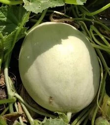 Семена дыни Анук F1 (INX 1063), п.е. 1 тыс. семян (Innova Seeds)