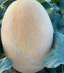 Семена дыни Даяна F1 (INX 1097), п.е. 1 тыс. семян (Innova Seeds)