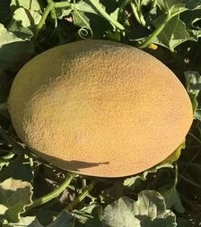 Семена дыни Лукстар F1, п.е. 500 семян (Enza Zaden)