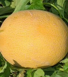 Семена дыни М 21 F1, п.е. 1 тыс. семян (Libra Seeds)