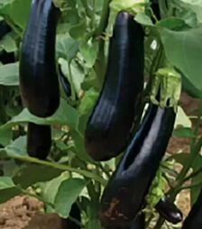 Насіння дині Мабел F1, п.о. 500 насінин (Rijk Zwaan)