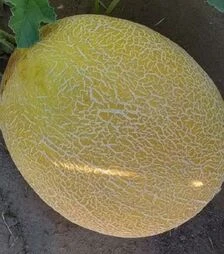 Семена дыни Нора F1 (INX 1234), п.е. 1 тыс. семян (Innova Seeds)