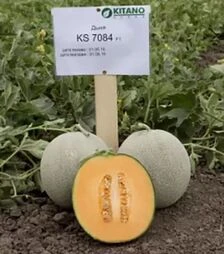 Семена дыни Севинта F1, п.е. 1 тыс. семян (Kitano Seeds)