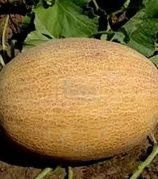 Семена дыни ТС 18-1020 F1, п.е. 500 семян (Solare Sementi)