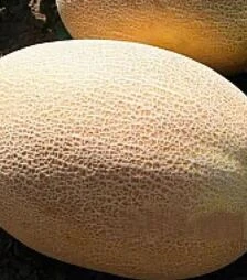 Семена дыни UG 160 F1, п.е. 1000 семян (United Genetiks)