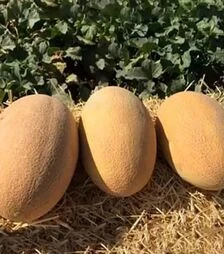 Семена дыни Мабелла F1, п.е. 1000 семян (Clause)