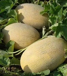Семена дыни Раймонд F1, п.е. 1000 семян (Hazera)
