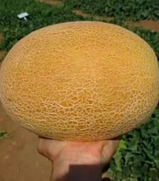 Семена дыни Милан F1, п.е. 1000 семян (Clause)