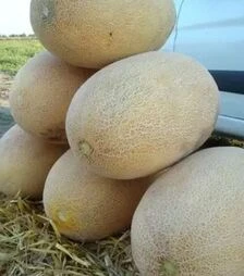 Семена дыни Раймонд F1, п.е. 5 тыс семян (Hazera)