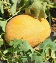 Семена дыни Нево F1, п.е. 5 тыс семян (Hazera)