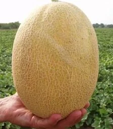 Семена дыни Кредо F1, п.е. 5 тыс семян (Clause)
