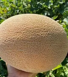 Семена дыни Алиша F1 (INX 1077), п.е. 1 тыс. семян (Innova Seeds)