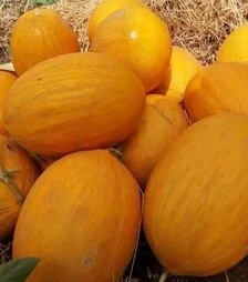 Семена дыни Каррера F1, п.е. 500 семян (Spark Seeds)