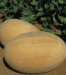 Семена дыни Марадона F1, п.е. 1 тыс. семян (Clause)