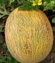 Семена дыни Ананас, 100 г (United Genetics)