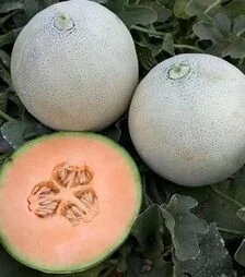 Семена дыни Капаз F1, п.е. 250 семян (Enza Zaden)