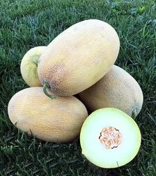 Семена дыни Дейра F1, п.е. 500 семян (Enza Zaden)