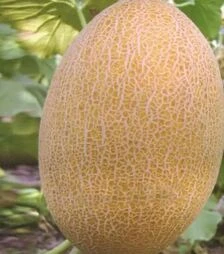 Насіння дині Радміла F1, п.о. 1 тис. насінин (Yuksel Tohum)