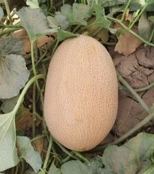 Насіння дині ES 25157 F1, п.о. 100 насінин (Ergon Seed)