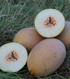 Насіння дині PL 6310 F1, п.о. 500 насінин (Asia Seed)