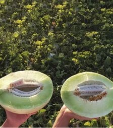 Насіння дині Анук (ІНХ 1063) F1, п.о. 100 насінин (Innova Seeds)