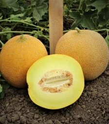 Насіння дині Ванда (КС 517) F1, п.о. 100 насінин (Kitano Seeds)