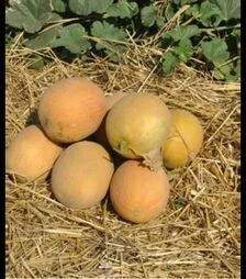 Насіння дині Гурмет F1, п.о. 1 тис. насінин (Hollar Seeds)