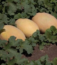 Насіння дині Кубус F1 (КС 6188 F1), п.о. 100 насінин (Kitano Seeds)