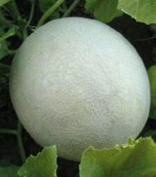 Насіння дині Міра F1, п.о. 100 насінин (Kitano Seeds)