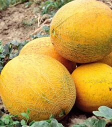 Насіння дині Нора (ІНХ 1234) F1, п.о. 100 насінин (Innova Seeds)