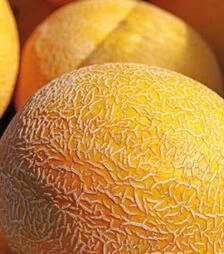 Насіння дині Сара (ІНХ 1231) F1, п.о. 100 насінин (Innova Seeds)