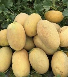 Насіння дині Сара F1, п.о. 1 тис. насінин (Heritage)