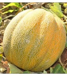 Насіння дині Танга F1, 500 г (Solare Sementi)