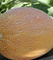 Насіння дині Ананас, 50 г (Leda Seeds)