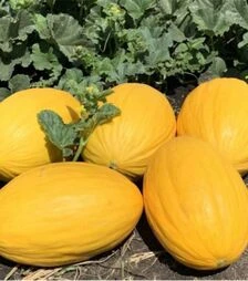 Насіння дині Віфак F1, п.о. 1 тис. насінин (Seminis)