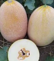 Насіння дині Емі (ІНХ 1037) F1, п.о. 100 насінин (Innova Seeds)