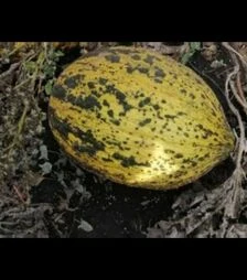 Насіння дині зимової Киркаач 637, 50 г (BT TOHUM)