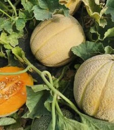 Насіння дині Каро (ІНХ 1244) F1, п.о. 100 насінин (Innova Seeds)