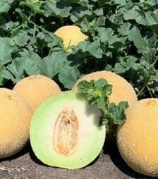Насіння дині Курелла F1, п.о. 1 тис. насінин (Seminis)