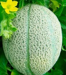 Насіння дині Ортолані, 500 г (Hortus)