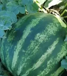 Насіння кавуна Ау Продюсер, п.о. 100 насінин (Innova Seeds)