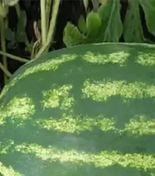 Насіння кавуна Медісон F1, п.о. 1 тис.  насінин (Clause)