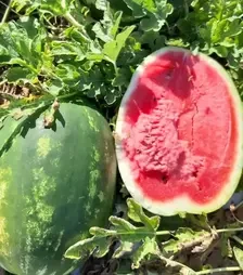 Насіння кавуна Фонтана F1, п.о. 1 тис.  насінин (Libra Seeds)