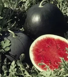 Семена арбуза Ред стар F1, п.е. 1 тыс. семян (Nunhems)